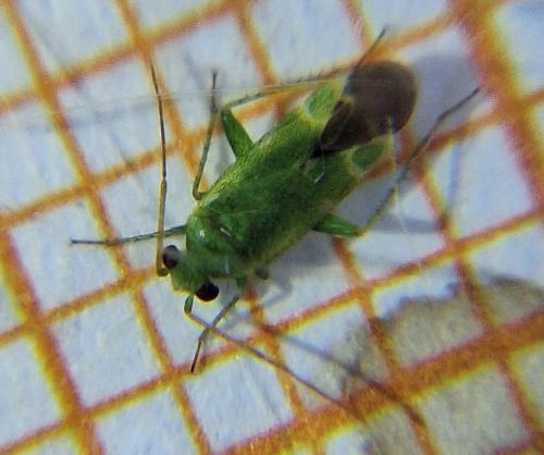 Réf. 348 074 : Tuponia sp.